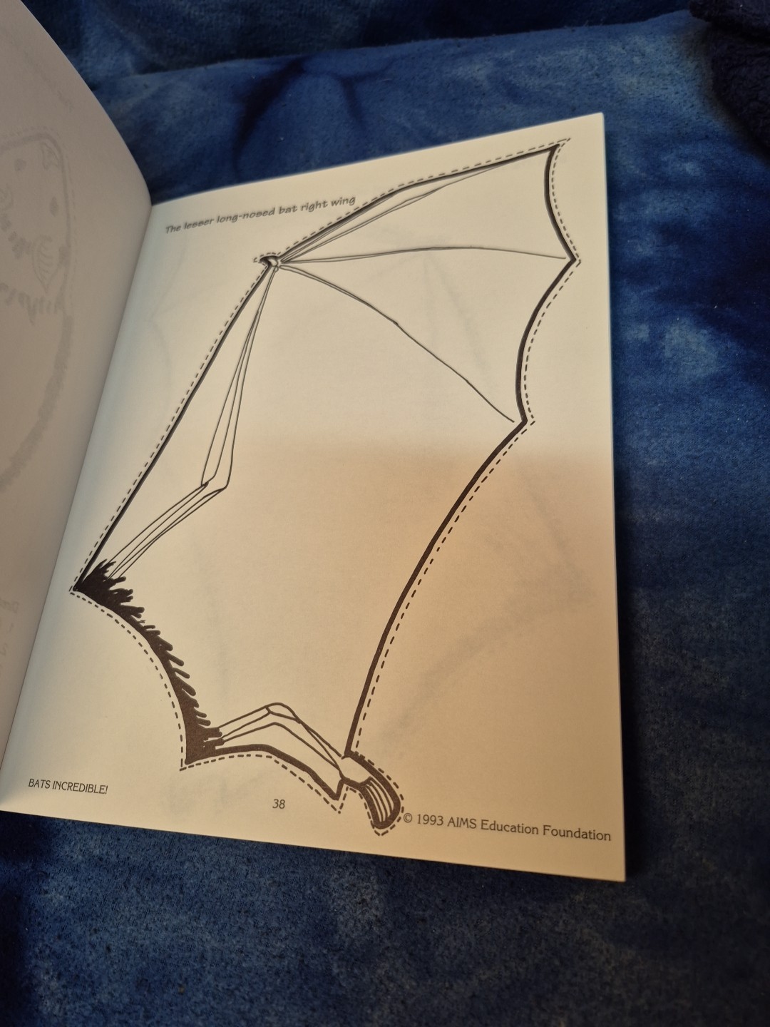 Bats Incredible! AIMS Activities Grades 2-4 Teacher Education Science Textbook